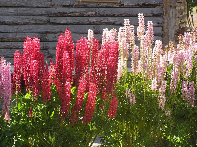 Flores_de_lupino_(Ushuaia).jpg