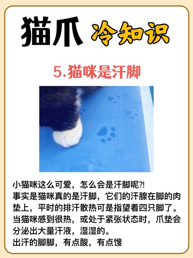 猫爪的秘密：你不知道的冷知识‼_6.jpg