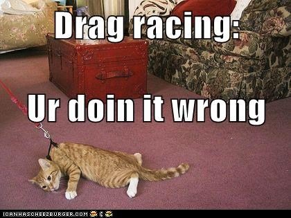 funny-cat-pictures-drag-racing-ur-doin-it-wrong.jpg