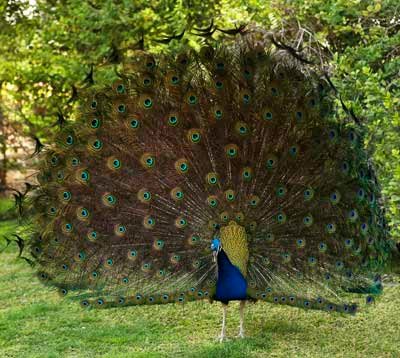 peacock.jpg