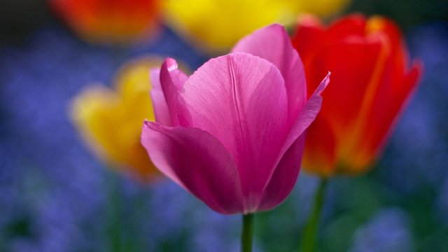 tulip-1846355_1920.jpg