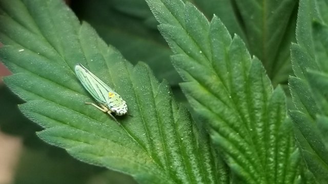 leaf jumper.jpg