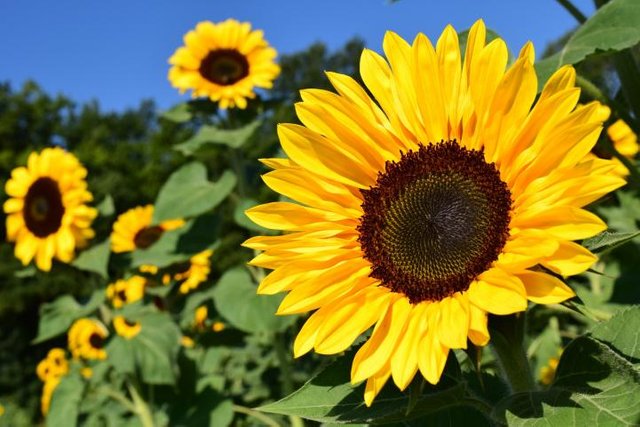 sunflower-1627193_1920.jpg