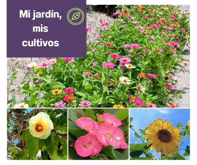 Mi jardín, mis cultivos_20241019_110808_0000.png