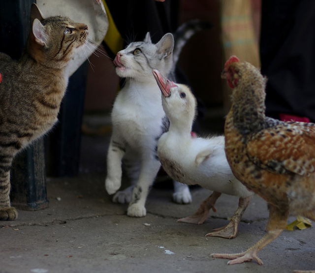 Pixabay Photo: Cats, a duck, and a chicken