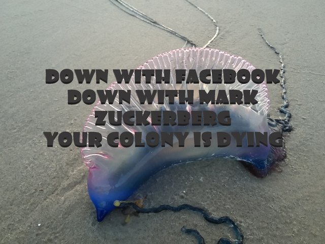 down with facebook.jpg