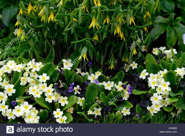 uvularia-grandifloraprimula-vulgarisviola-odorata-large-flowered--KX5655.jpg