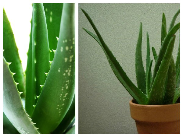 planta-purificadora-aloe-vera.jpg