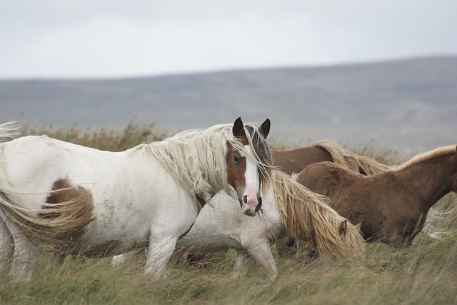 horse-4572080_1280.jpg