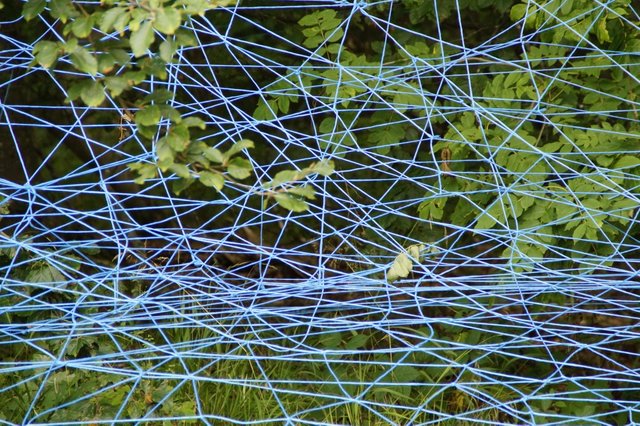 network_blue_branches_lavizzara_entangled_tangle_structure_texture-946797.jpg