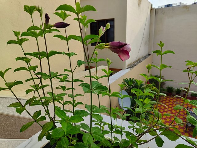 IMG_20250715_065650432.jpg