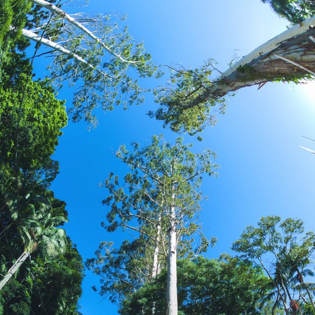 trees-mt-tamborine-800px.jpg