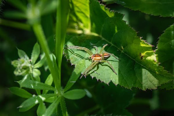 free-photo-of-a-spider-on-a-leaf-in-the-sun.jpeg