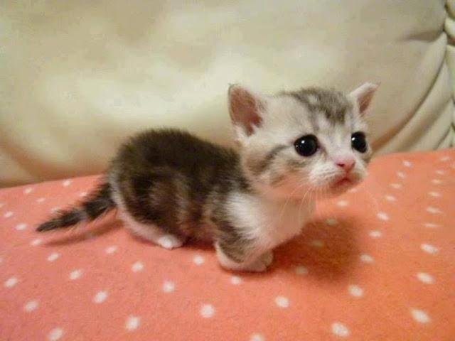 src=http___cdn_wecarepet_net_upload_image_67842_1483940331556_jpeg&refer=http___cdn_wecarepet.jpg