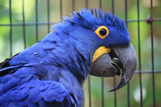 macaw-hyacinth-2659041_1280.jpg