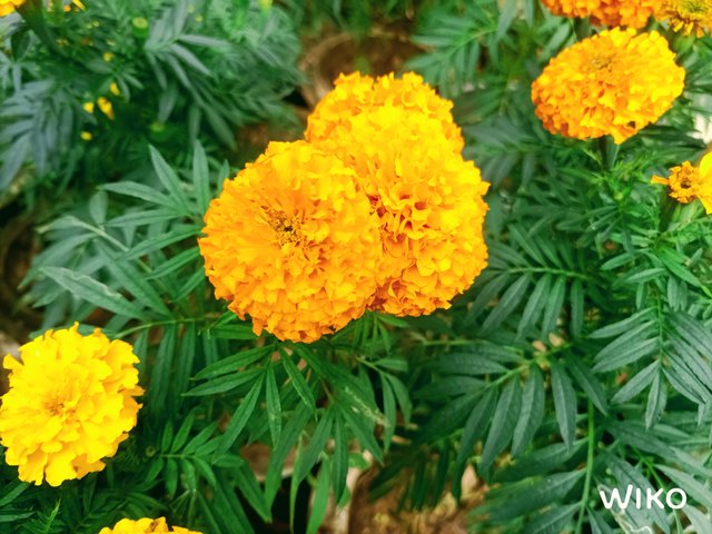 IMG_20241231_120129664.jpg