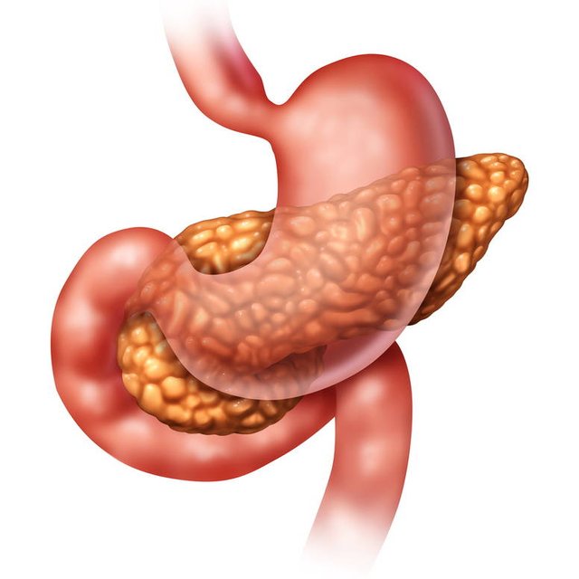 Ilustración-en-primer-plano-del-estomago-y-el-pancreas.jpg
