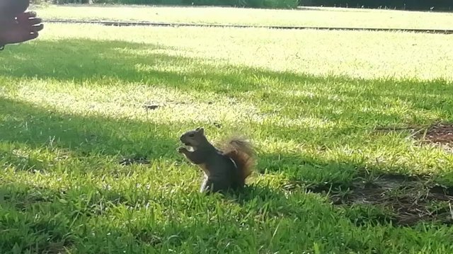 squirrel.jpg