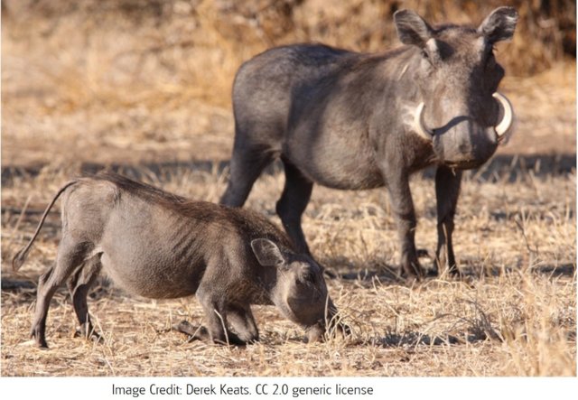 Common3 Warthog Phacochoerus_africanus__adult_and_juvenile Derek Keats 2.0 generic.jpg