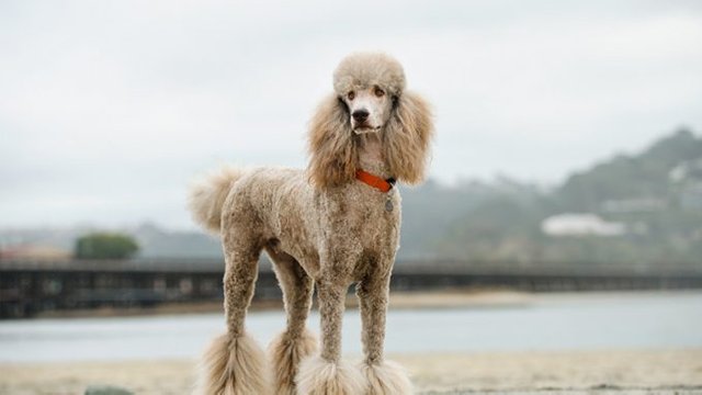 standard-poodle-678x381.jpg