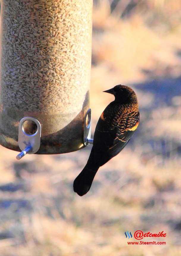 Red-Winged Blackbird IMG_0233.JPG