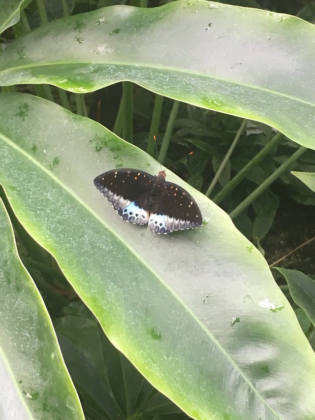 Unterwegs Im Botanischen Garten Jena 2 3 Steemit