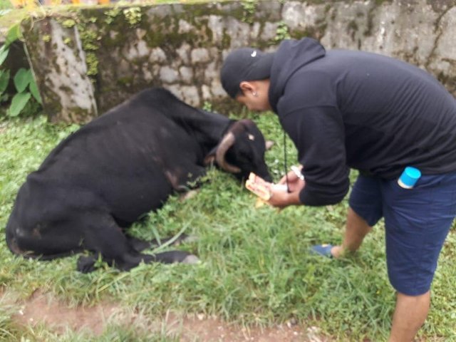 E - Tauseef managing to feed and treat another misplaced buffalo .jpg