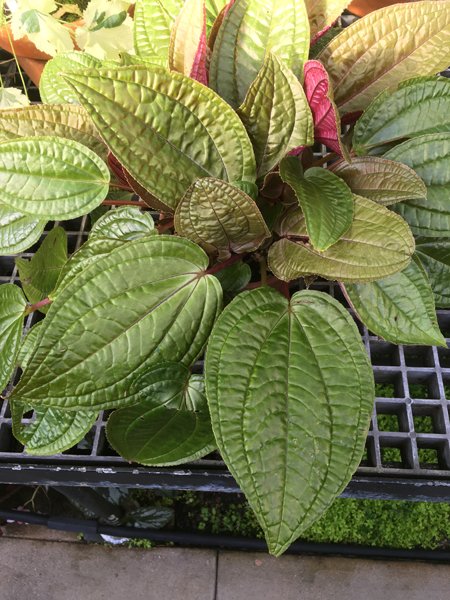 Smith Greenhouses - satin leaves crop January 2020.jpg