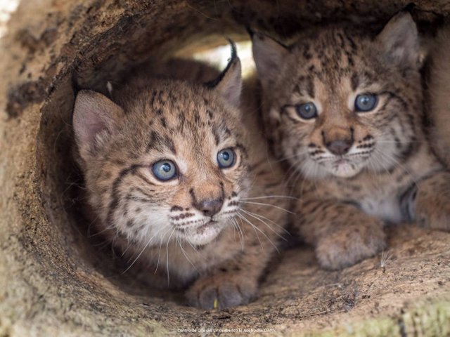 La-poblacion-de-linces-ibericos-alcanza-su-maximo-historico-con-mas-de-un-millar-de-ejemplares.jpg