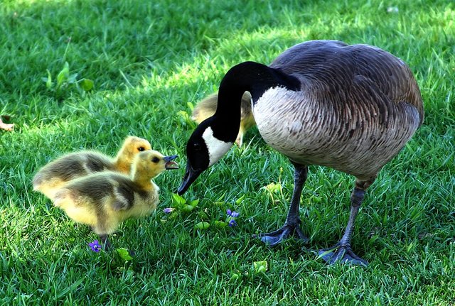 canada-goose-216003_960_720.jpg