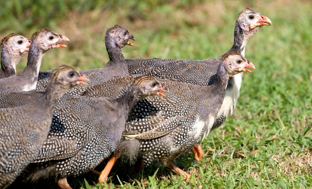 what-is-a-guinea-hen.jpg