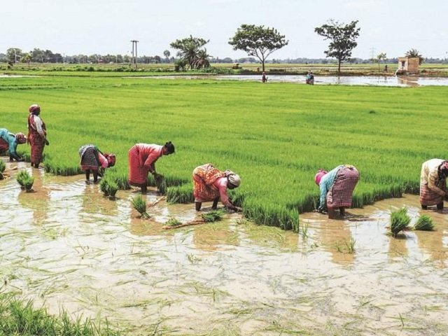 indian-farmers.jpg