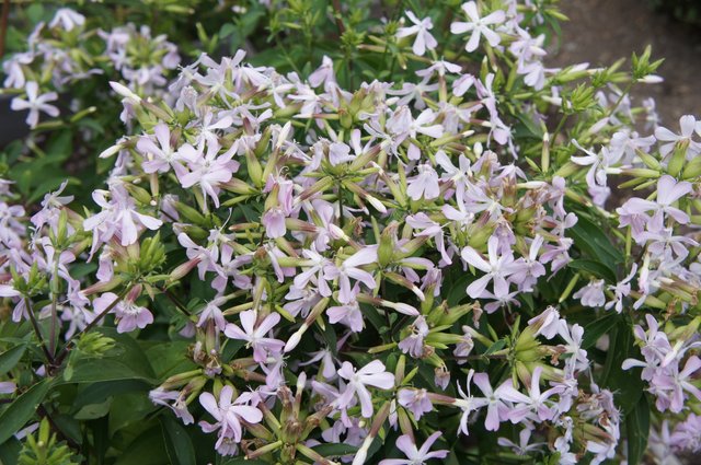 DSC03312 Saponaria Officinalis herbe a savon.JPG