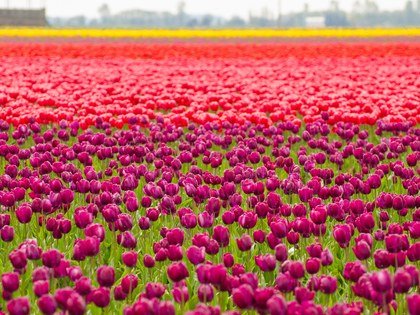 https___media.cntraveler.com_photos_59567c7160c43507940bd1b4_4_3_w_420,c_limit_skagit-valley-washington-GettyImages-452543289.jpg