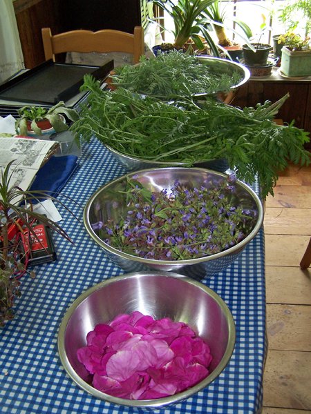 Dehydrator harvest - roses, sage flowers, tansy, wormwood2 crop June 2019.jpg