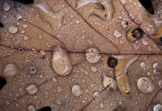autumn-7568367_1280.jpg