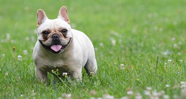 Do-French-Bulldogs-Overheat-large.jpg