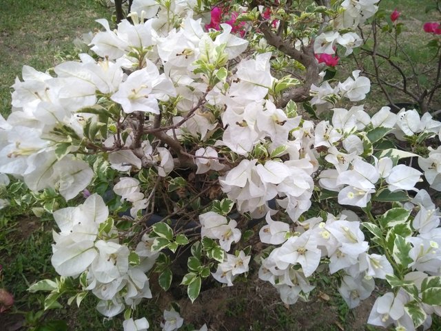 IMG20210405182159.jpg