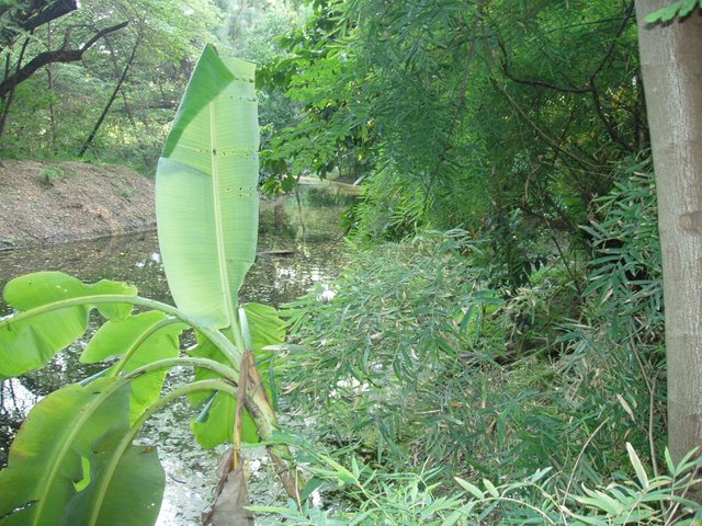 Queen Sirikit Park - banana tree