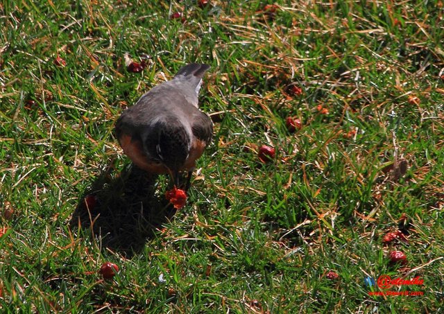 American Robin IMG_0030.JPG