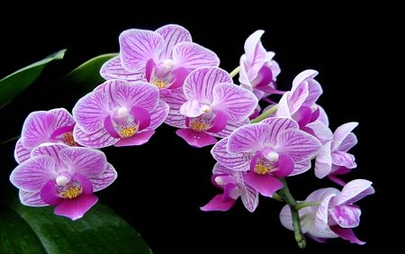 8339741-orchid-flower.jpg