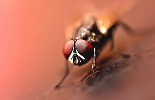 brown wasp.jpg