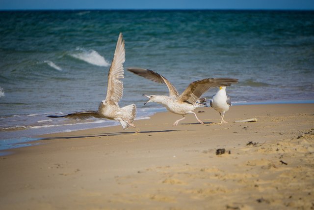gulls-6253134_1280.jpg