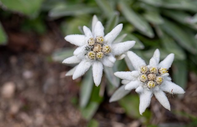 Edelweiss-1024x662.jpg