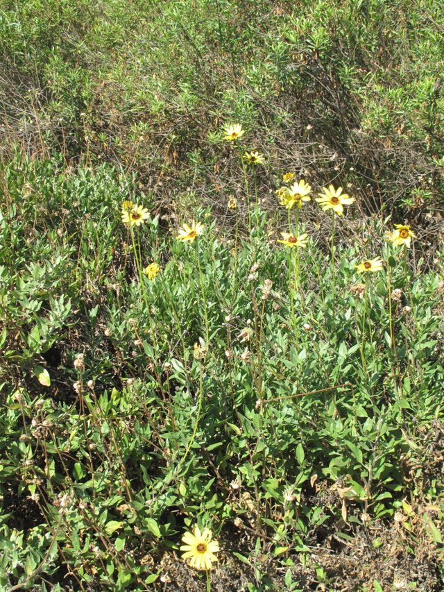 Encelia-california-e1531423238407.jpg