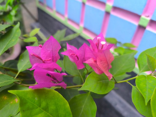 IMG_20250526_181402.jpg