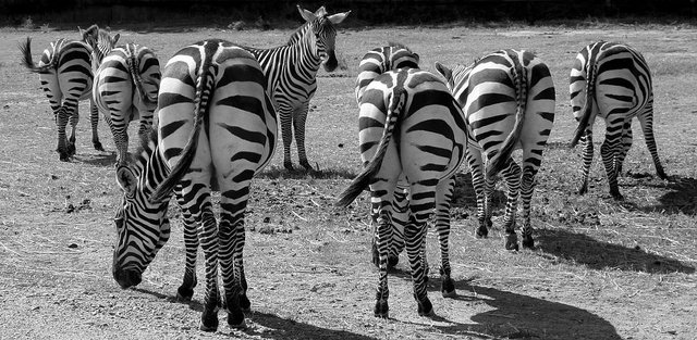 zebras-1081445__480.jpg