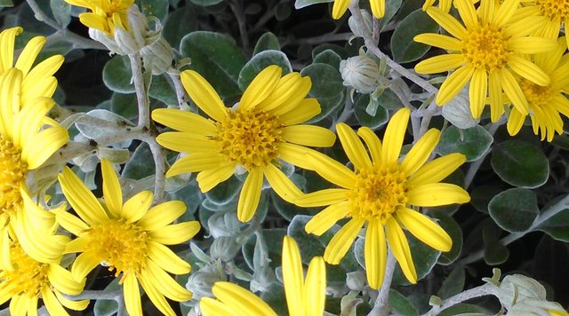 Flower Photography Common Ragwort Close-up May 28 2017.jpg