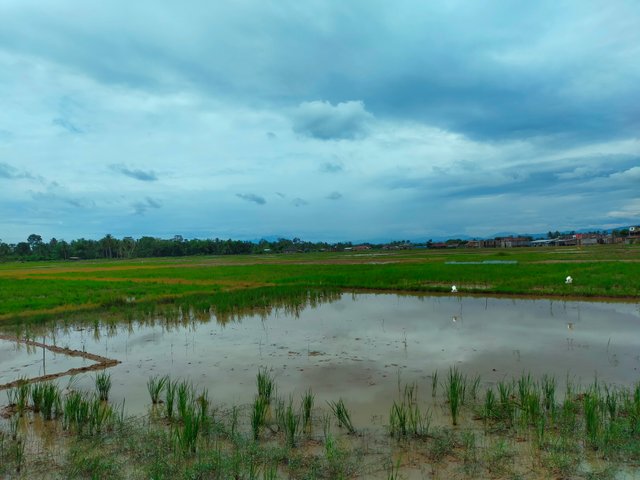 Sawah (1).jpg