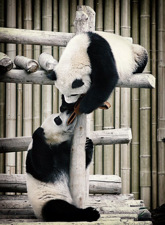 PandaFeeding.jpg
